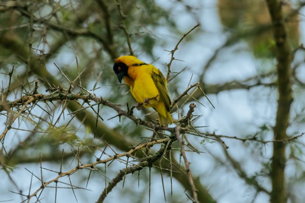 Game Safaris and Bird Watching in Uganda: A Practical Guide from the Tour Operators Academy